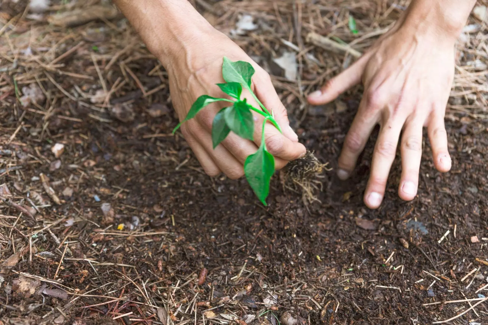 Junho Verde: Campanha de conscientização e Educação Ambiental